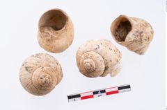 Foto von Schneckengehäuse (NHMW-PRAE-002299)